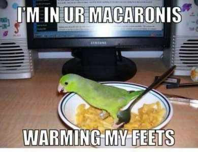 Picture of an adorable green parrotlet sitting in a bowl of macaroni and cheese. Caption: I'm in ur macaronis warming my feets.