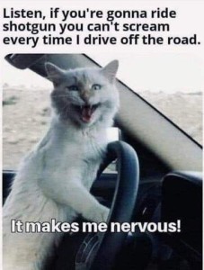 A cat standing behind the steering wheel of a car, mouth wide open as if yelling at the camera. Caption: Listen if you're gonna ride shotgun you can't scream every time I drive off the road. It makes me nervous.