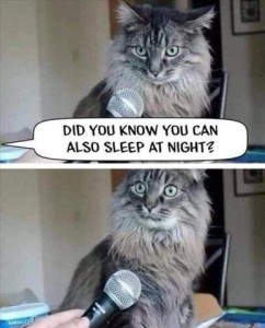 2 photos of a long-haired gray tabby cat with a microphone held in front of him; interview is asking, "Did you know you can also sleep at night?" as cat looks somewhat interested. In the bottom frame the cat is looking at the interviews with wide eyes as if shocked.
