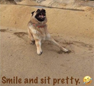 Photo of a dog in a half-sitting position, his head up and mouth half-open, as if photo was taken while dog was actively playing. Caption: Smile and sit pretty.