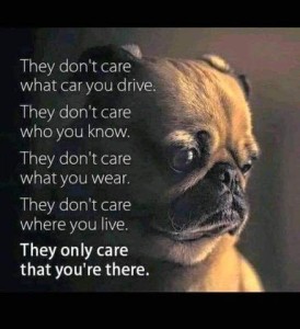 Close up photo of a little pug dog looking off to the side, contemplatively. Text: They don't care what car you drive. Theydon't care who you know. They don't care what you wear. They don't care where you live. They only care that you're there.
