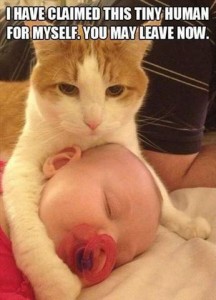 A yellow and white cat is sitting next to a sleeping baby, his right front leg across the baby's neck, the other on the baby's head. Text: I have claimed this tiny human for myself. You may leave now.