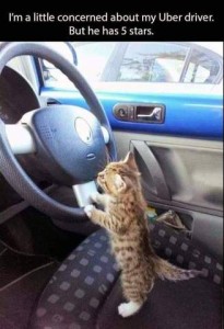 A tiny brown spotted kitten standing on his hind legs to reach the bottom of a steerin wheel in a car. Caption: I'm a little concerned about my Uber driver. But he has 5 stars.