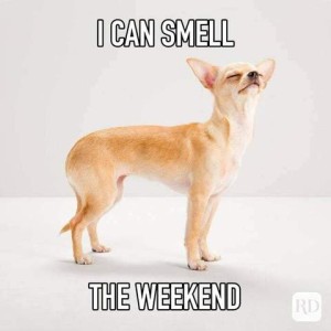 A tiny tan chihuahua, nose up, eyes closed, sniffing the air. Caption: I can smell the weekend.
