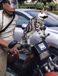 Photo of a man on a motorcycle with a silver tabby standing directly in front of him wearing his own helmet and dark sunglasses, along with a collar and leash that is attached to the man around his neck. They are stopped in traffic.
