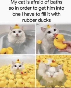 My cat is afraid of baths so in order to get him into one I have to fill it with rubber ducks. [4 photos of a white cat sitting in a bathtub surrounded by dozens of yellow rubber duckies]