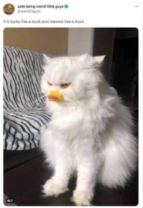 If it looks like a duck and meows like a duck... [photo of a very fluffy white cat holding a orange duck lips in his mouth]