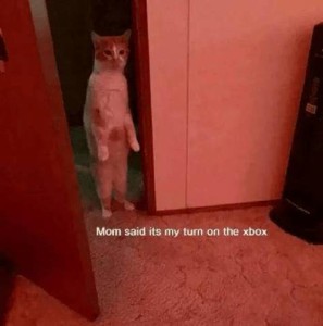 Photo of an orange and white cat in a doorway, facing into a room, standing straight up on his rear legs. "Mom said its my turn on the xbox."
