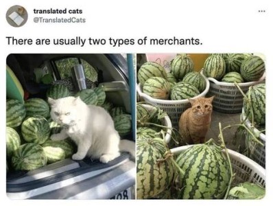 Usually there are two types of merchants [photos of a very grumpy-looking white cat sitting at the rear of a minivan filled with watermelon, his paw on one of them] [photo of a ginger cat with a sad, almost pathetic look on his face, sitting amid multiple baskets of watermelons]