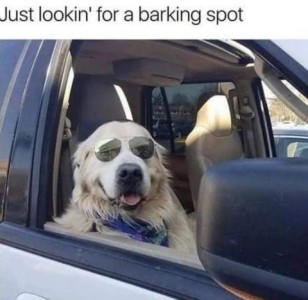 Photo of a golden retriever looking out of an open car window, wearing sunglasses. Text: Just lookin' for a barking spot.