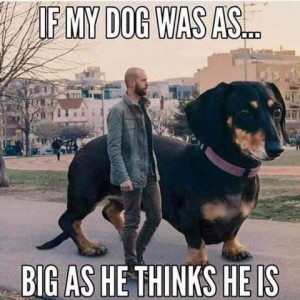 Photo of a thin, bearded man with a very short haircut walking on a city street next to a black and rust short-haired dachshund that is about the size of a small horse next to him. Text: If my dog was as big as he thinks he is.