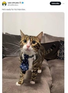 Orange cat with black strips and white nose, neck, and chest sitting on a davenport wearing a navy blue polka dotted necktie. Text: He's ready for his interview.