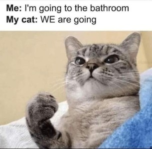 Me: I'm going to the bathroom. My cat: WE are going Photo of a silver cat with his front paw curled up as if he was pointing to himself.