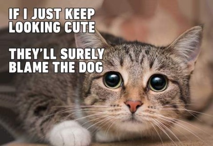 A gray tabby cat looking at the camera, eyes wide and pupils dilated. Text: If I just keep looking cute they'll surely blame the dog.