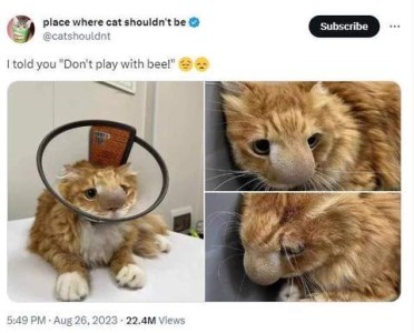 An orange cat with a HUGE, swollen nose, he looks so sad and pathetic. Caption: I told you, "Don't play with the bee!"