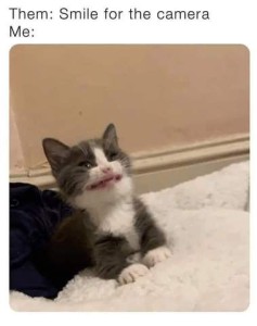 Them: Smile for the camera Me: Photo of a gray and white cat his eyes squinting and his mouth pulled back in a grimace.