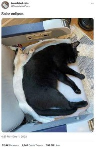2 cats laying in a chair, side by side, as if spooning. The black cat is on the inside and is considerably larger than the tan cat laying alongside the black cat's back. Title: Solar Eclipse