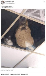 2 cats looking down into a room through a transparent panel in the ceiling. Title: Flying saucers