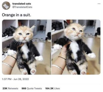 A woman holding a kitten upside-down in one hand. The kitten is mostly black and white with a white belly and feet but his head is orange. Title: Orange in a suit.