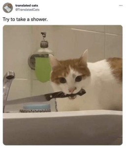 A cat is sitting on a bathroom sink looking down toward the camera holding a sharp knife in his mouth by the handle. Title: Try to take a shower