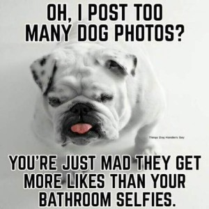 Photo of a white bulldog with black spots, the tip of his tongue sticking out. Text: Oh, I post too many dog photos? You're just mad they get more likes than your bathroom selfies.