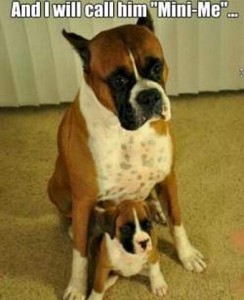Photo of a boxer sitting with a tiny identical puppy sitting in front of him. Text: And I will call him "Mini-Me"...