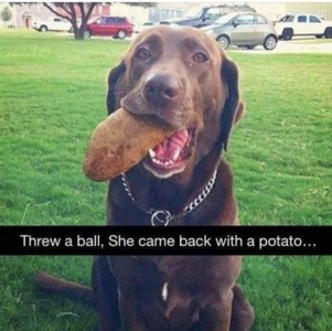 A chocolate lab sitting with a potato in his mouth as he looks at the camera. Caption: Threw a ball. She came back with a potato...
