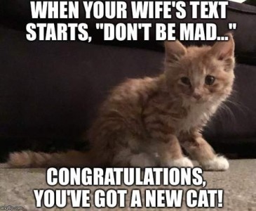 Photo of a tiny yellow kitten sitting in front of a davenport. Caption: When your wife's text starts, "Don't be mad..." congratulations, you've got a new cat!