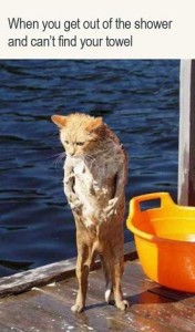 Photo of an orange and white cat on a dock, standing tall on his hind legs, front paws on his belly, soaking wet, looking down toward the dock. Caption: When you get out of the shower and can't find your towel.