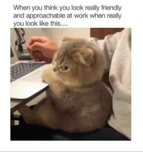 Fluffy little cat, brown and gray, sitting on someone's lap at a computer desk, the cat's ears are down against his head and giving an angry side-glance toward the camera. Caption: When you think you look really friendly and approachable at work when really you look like this...