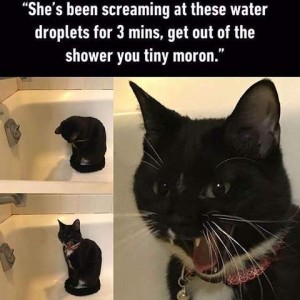 3 photos of a black cat sitting in a bathtub. In one photo she is staring down at the drain. In the other two her mouth is open wide. Caption: "She's been screaming at the water droplets for 3 minutes, get out of the shower you tiny moron!"