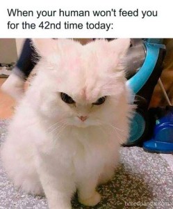 Little fluffy white kitten sitting on the floor looking down with an angry expression, with the caption, "When your human won't feed you for the 42nd time today."