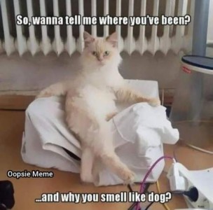 A white cat sitting up on a cat-sized white covered chair, staring intently at the camera. Text: So, wanna tell me where you've been? ...and why you smell like dog?