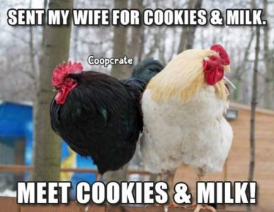 Photo of a black chicken and a white chicken. Caption: Sent my wife for cookies and milk. Meet Cookies, and Milk!