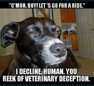 Title: "C'mon boy! Let's go for a ride." Photo of a black dog with a gray muzzle looking sly with narrowed eyes and ears back. Caption: I decline, human. You reed of veterinary deception.