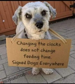 Cute little silvery dog wearing a sign that says, "Changing the clocks does not change feeding time. Signed, dogs everywhere