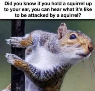 A closeup of a squirrel with the text: Did you know if you hold a squirrel up to your ear, you can hear what it's like to be attacked by a squirrel?