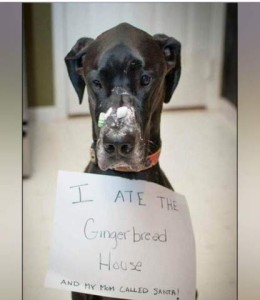 Photo of a gray great dane with frosting on his nose, looking sadly down toward the floor; he's wearing a sign around his neck that says, "I ate the gingerbread house and my mom called Santa!"