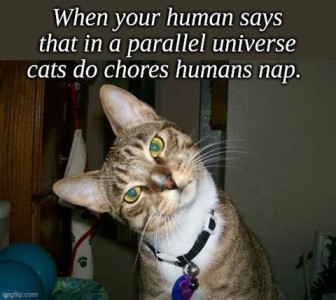 A gray striped and white kitty looking at the camera with head tilted to the side. Text: When your human says that in a parallel universe cats do chore, humans nap.