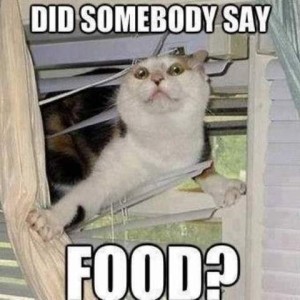 A white and gray cat is working his way in through a window, between venetian blinds. Caption: Did somebody say FOOD?