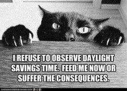 A photo of the top part of a black cat's face, looking peeved, front paws on the table, claws extended. Text: I refuse to observe daylight savings time. Feed me now or suffer the consequences.