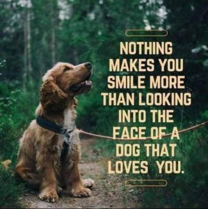 Photo of a little spaniel in the woods, on a leash, looking up at the person holding the other end off-camera. Caption: Nothing makes you smile more than looking into the face of a dog that loves you.