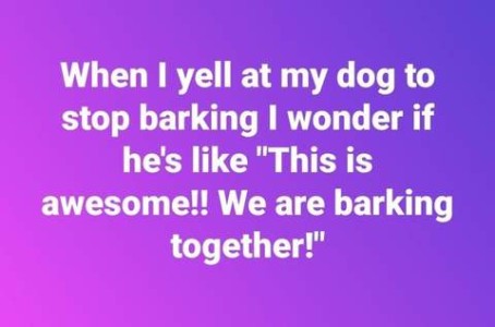 Text only: When I yell at my dog to stop barking I wonder if he's like, "This is awesome!! We are barking together!"