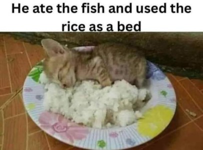 A tiny kitten laying on a dinner plate next to a pile of rice. Caption: He ate the fish and used the rice as a bed.