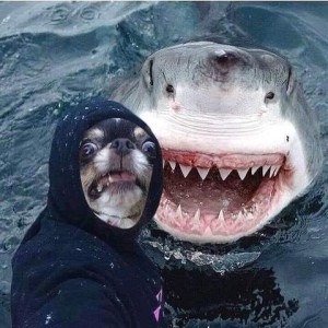 Photo of a shark coming up out of the water, mouth open with teeth exposed (possibly in a grin?); in front of him, as if taking a selfie, is a little pug-type dog wearing a hoodie with a terrified look on his face.
