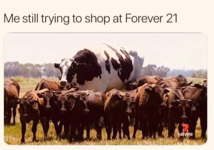Photo of a herd of brown cows, with a white and brown cow in the midst of them that is about 3 times the size of the others. Caption: Me still trying to shop at Forever 21