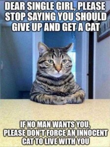 A cat sitting at a desk, front paws meeting in front of him. Text: Dear single girl, please stop saying you should give up and get a cat. If no man wants you, please don't force an innocent cat to live with you.