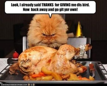 Fluffy orange cat sitting at a table, glaring down at a turkey on a platter, with a speech bubble over him saying, "Look, I already said THANKS for GIVING me dis bird. Now back away and go git your own!