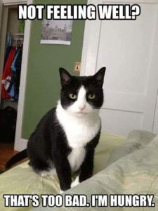 Black and white cat sitting on a bed staring into the camera. Caption: Not feeling well? That's too bad. I'm hungry.