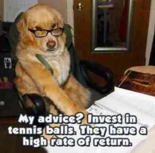 Photo of a golden retriever sitting at a desk, wearing glasses, his front paw on a notebook in front of him. Caption: My advice? In vest in tennis balls. They have a high rate of return.